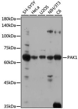 Anti-PAK1 Rabbit pAb