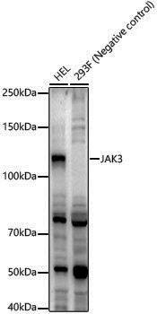 Anti-JAK3 Rabbit pAb