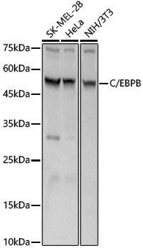 Anti-CEBP Beta Rabbit pAb
