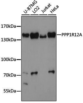 Anti-MYPT1 Rabbit pAb