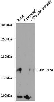 Anti-MYPT1 Rabbit pAb