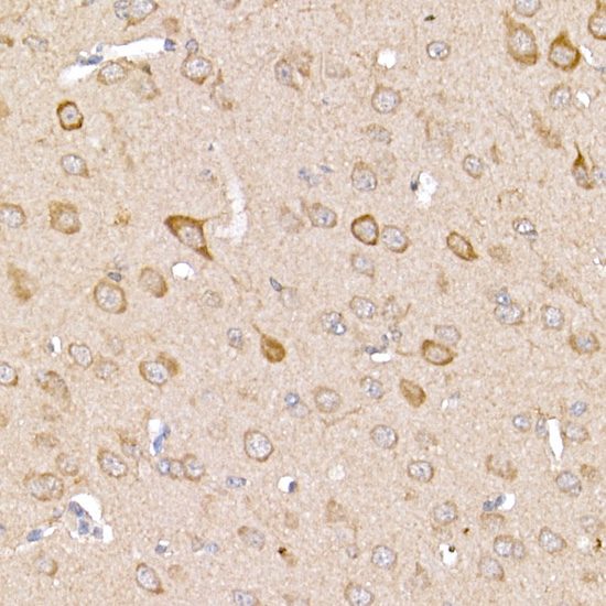 Anti-TRAF2 Rabbit pAb