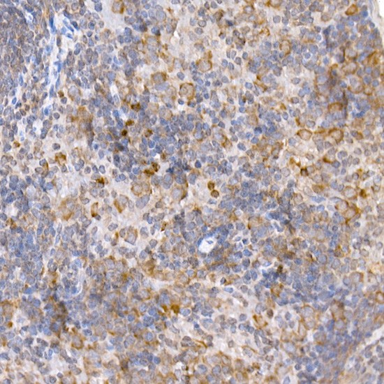 Anti-TRAF2 Rabbit pAb