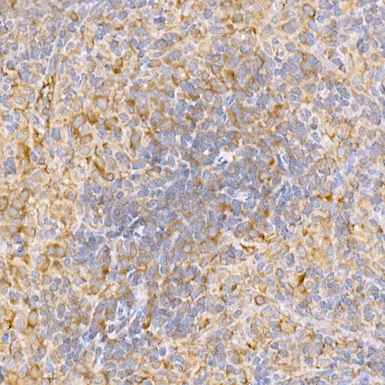 Anti-TRAF2 Rabbit pAb