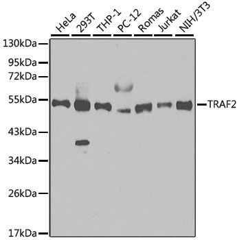 Anti-TRAF2 Rabbit pAb