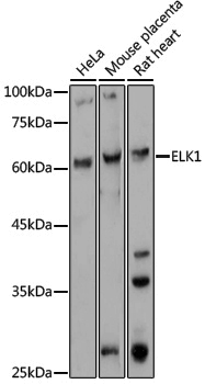 Anti-ELK1 Rabbit pAb