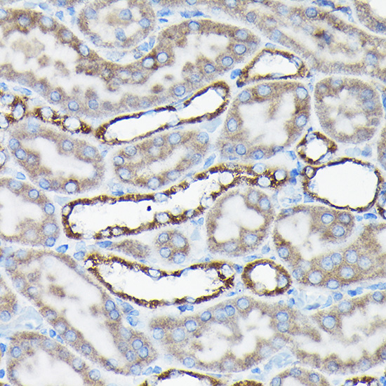 Anti-AIF Rabbit pAb