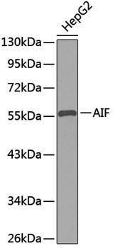 Anti-AIF Rabbit pAb