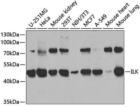 Anti-Integrin Linked ILK Rabbit pAb