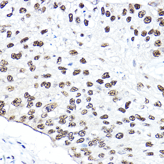 [KO Validated] Anti-Nibrin Rabbit pAb
