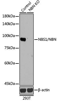 [KO Validated] Anti-Nibrin Rabbit pAb