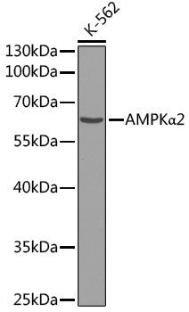 Anti-AMPK alpha 2 Rabbit pAb