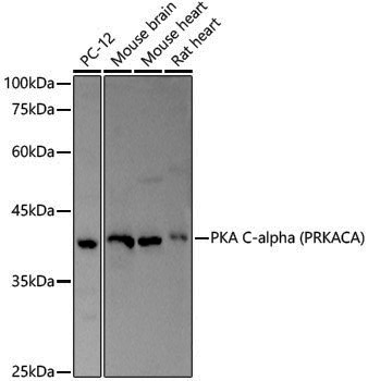 Anti-PKA C-alpha Rabbit pAb