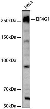 Anti-eIF4G1 Rabbit pAb