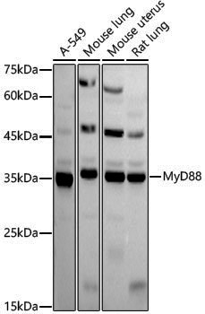 Anti-MyD88 Rabbit pAb