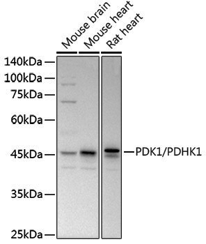 Anti-PDK1/PDHK1 Rabbit pAb