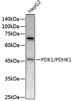 Anti-PDK1/PDHK1 Rabbit pAb