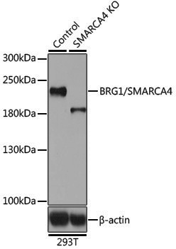 [KO Validated] Anti-BRG1 Rabbit pAb