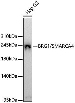[KO Validated] Anti-BRG1 Rabbit pAb