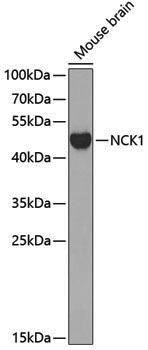 Anti-NCK1 Rabbit pAb