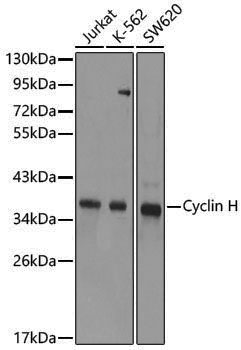 Anti-Cyclin H Rabbit pAb