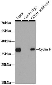 Anti-Cyclin H Rabbit pAb