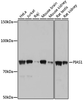 Anti-PIAS1 Rabbit pAb