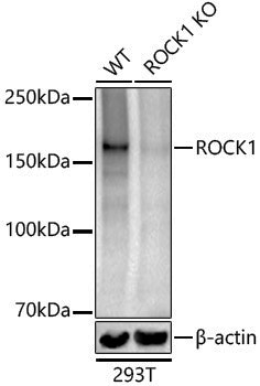 [KO Validated] Anti-ROCK1 Rabbit pAb