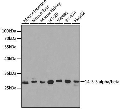 Anti-14-3-3 alpha/beta Rabbit pAb