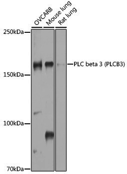 Anti-PLCB3 Rabbit pAb