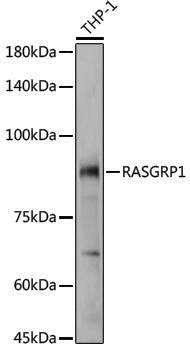 Anti-RASGRP1 Rabbit pAb