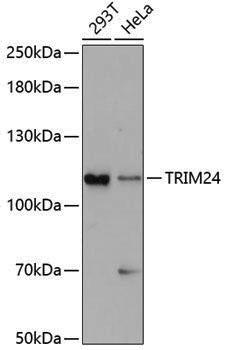 Anti-TRIM24 Rabbit pAb