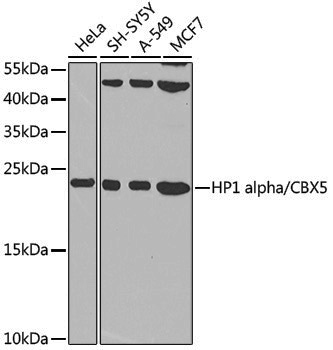 Anti-HP1 alpha Rabbit pAb