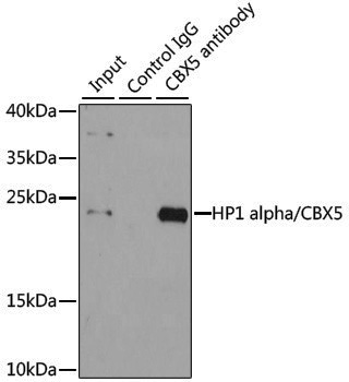 Anti-HP1 alpha Rabbit pAb