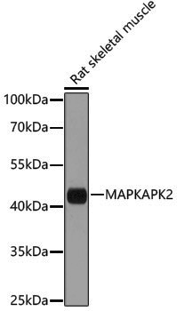 Anti-MAPKAP Kinase 2 Rabbit pAb