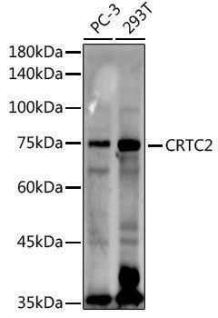 Anti-TORC2 Rabbit pAb