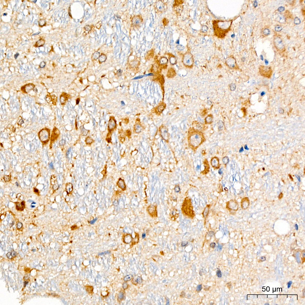 [KO Validated] Anti-Hsp90 beta Rabbit pAb