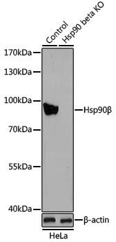 [KO Validated] Anti-Hsp90 beta Rabbit pAb