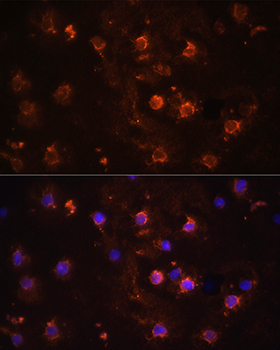 Anti-IL-1 beta Rabbit pAb