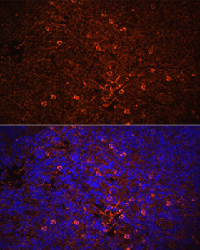 Anti-IL-1 beta Rabbit pAb