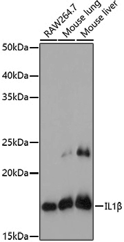 Anti-IL-1 beta Rabbit pAb