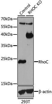 [KO Validated] Anti-Rho A/B/C Rabbit pAb