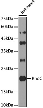 [KO Validated] Anti-Rho A/B/C Rabbit pAb