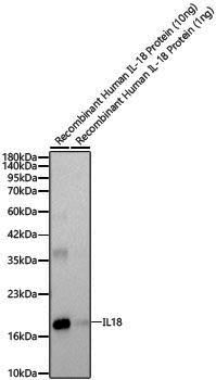 Anti-IL-18 Rabbit pAb
