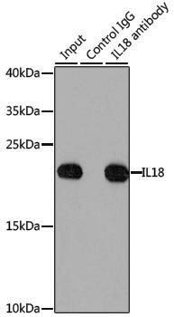 Anti-IL-18 Rabbit pAb