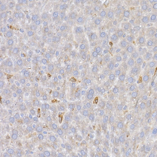 Anti-Heme Oxygenase 1 Rabbit pAb