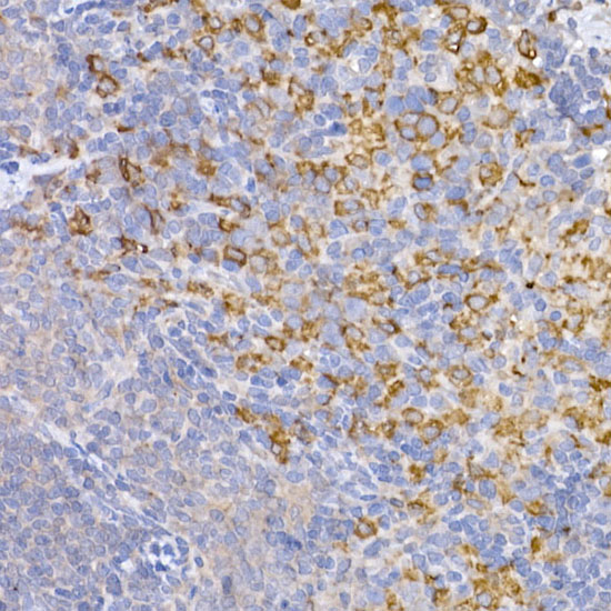 Anti-Heme Oxygenase 1 Rabbit pAb