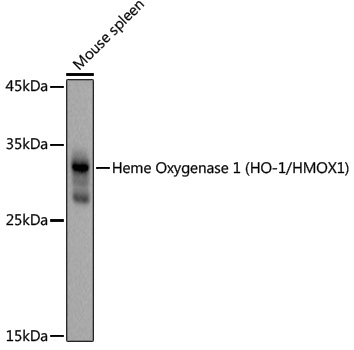 Anti-Heme Oxygenase 1 Rabbit pAb