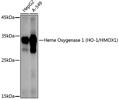 Anti-Heme Oxygenase 1 Rabbit pAb