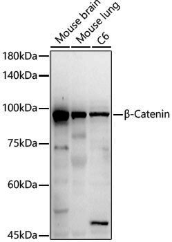 Anti-beta Catenin Rabbit pAb
